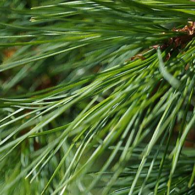 Pinus cembra_01